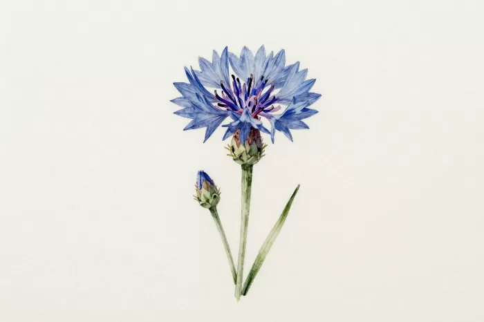 Cornflower Study