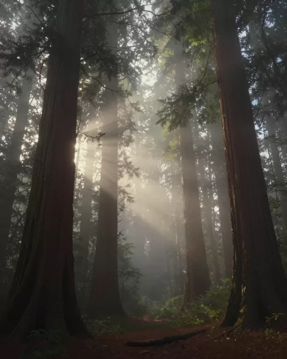 Redwood Dawn