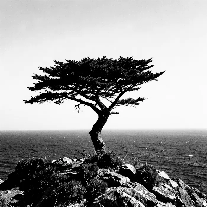 Cypress Headland