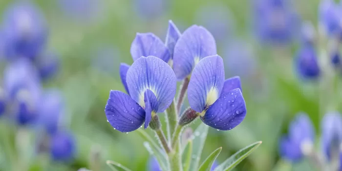 Bluebonnet Dew