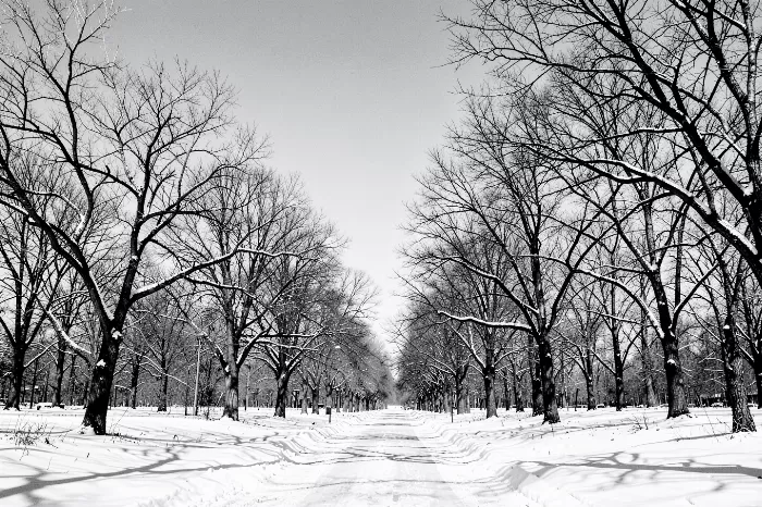 Central Snow