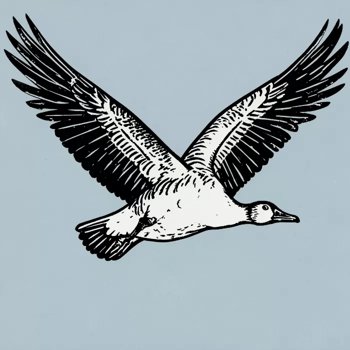Wings Spread