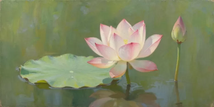 Morning Lotus