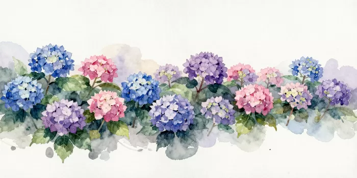 Hydrangea Drift