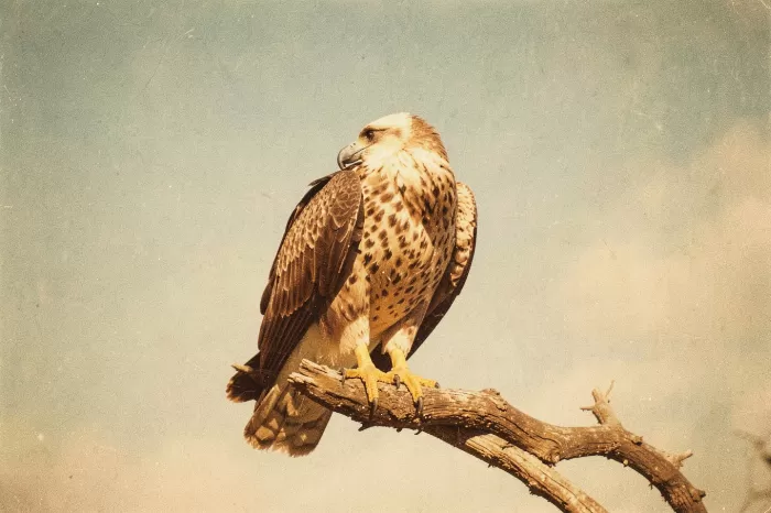 Folded Wings