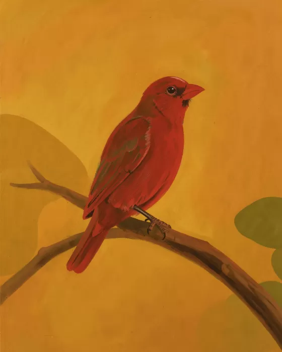 Cardinal Warmth