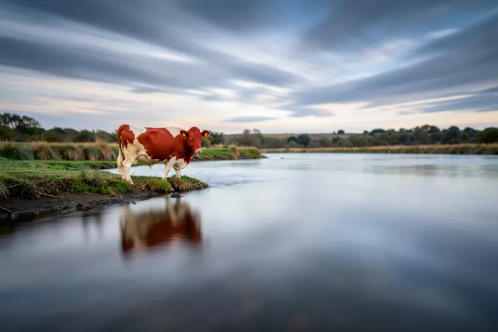 Cow at Dusk