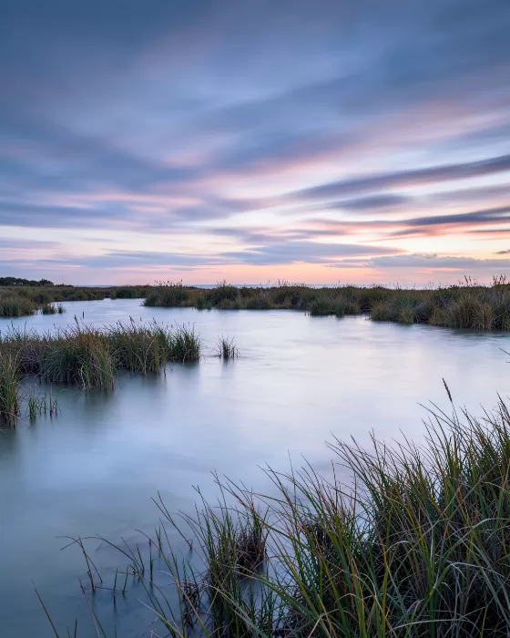 Silver Marsh