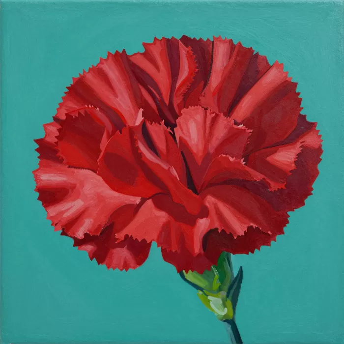 Carnation Pop