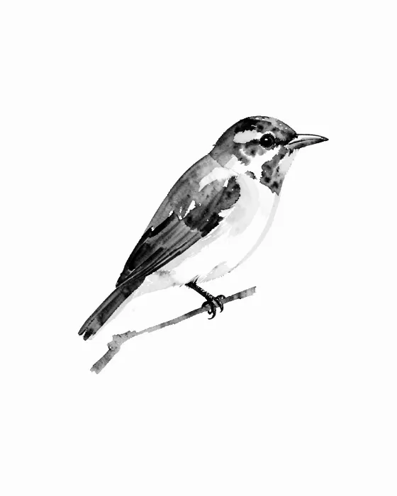 Ink Finch