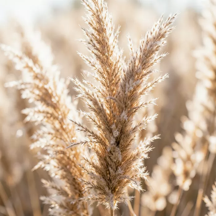 Pampas Plume