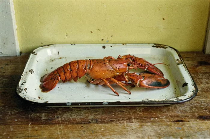 Rockport Lobster