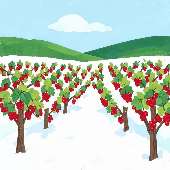 Winter Grapes