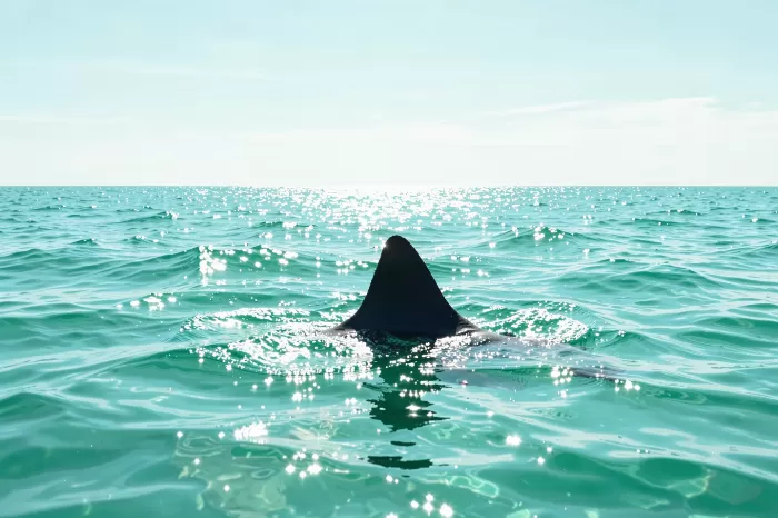 Fin Rising