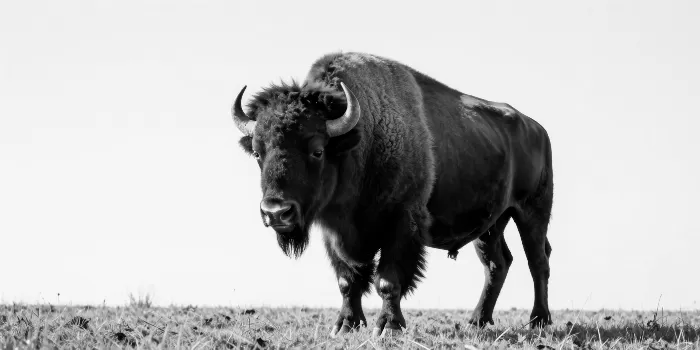 Bison Portrait