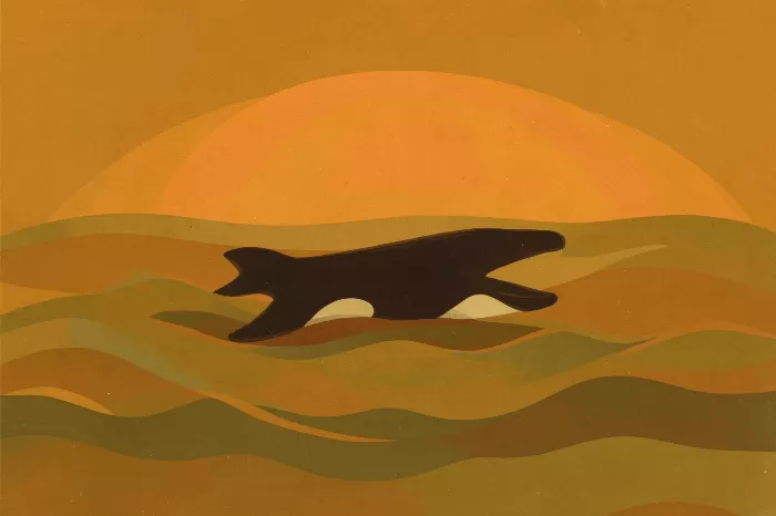 Mellow Orca