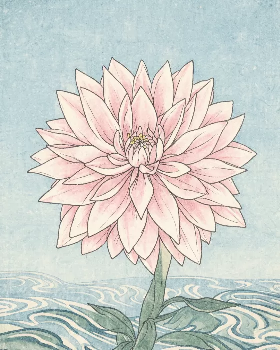Calm Dahlia