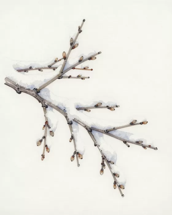 Frosted Branch