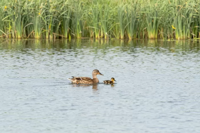 Mother's Lead
