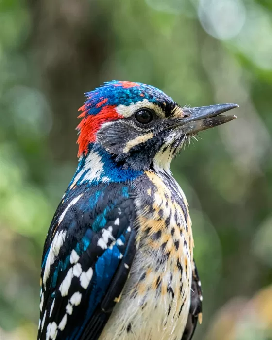 Woodpecker Portrait