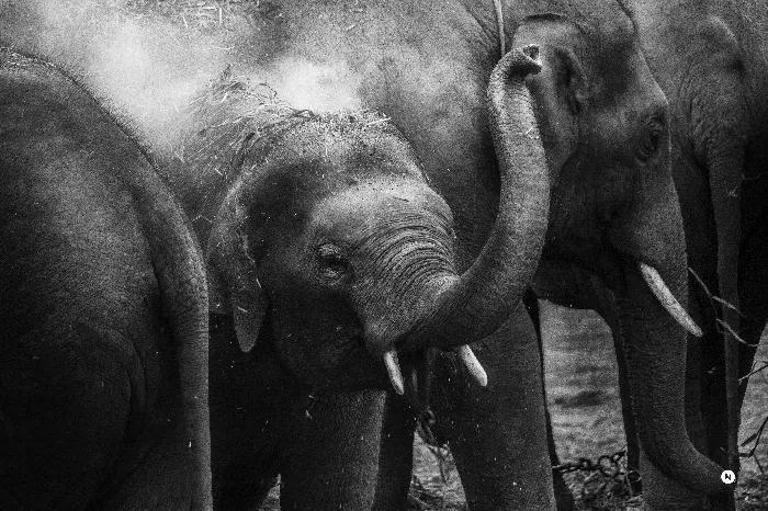 Grayscale photo of elephants