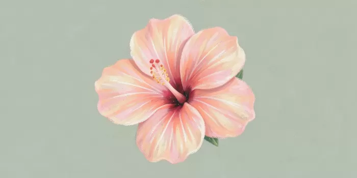 Hibiscus Blush