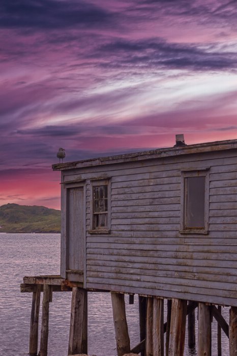 Living On The Edge - Newfoundland art print