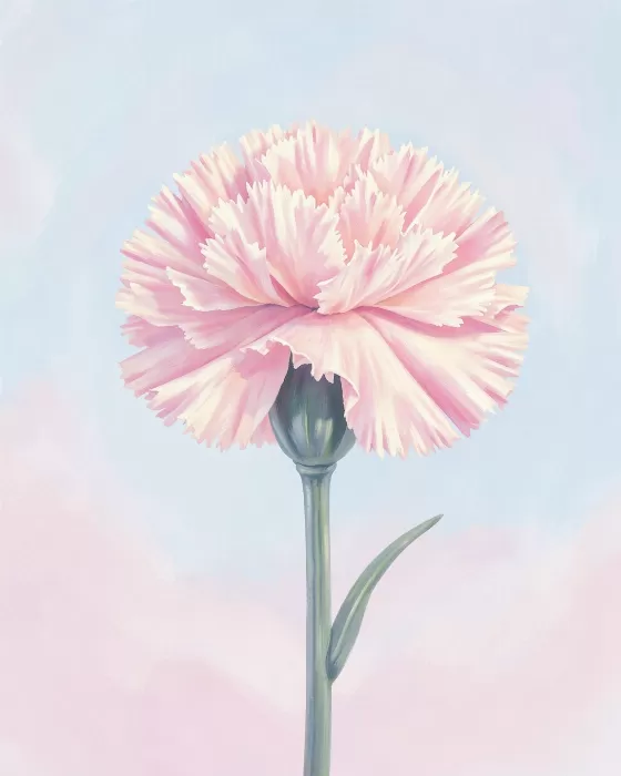 Soft Carnation