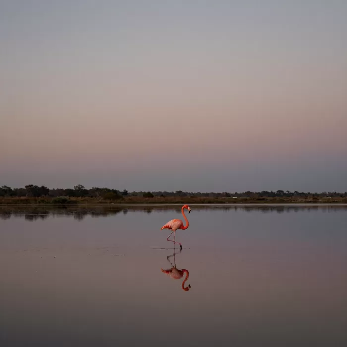 Flamingo Dusk