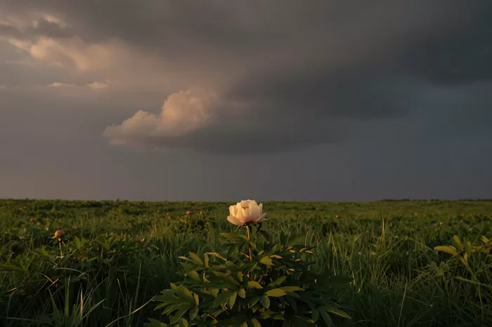 Sole Bloom