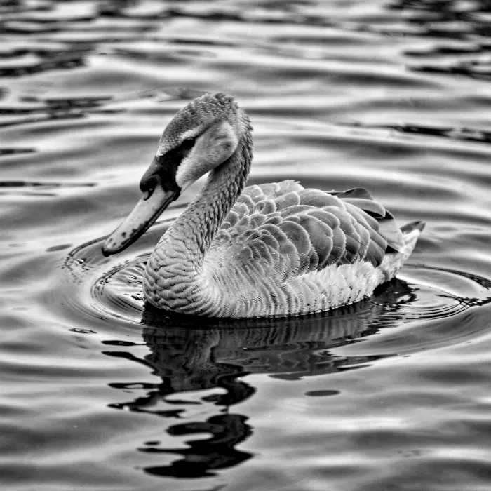 Swan Song