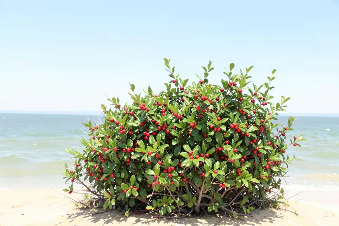 Coastal Holly