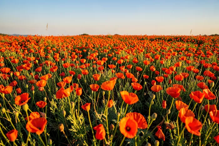 California Bloom