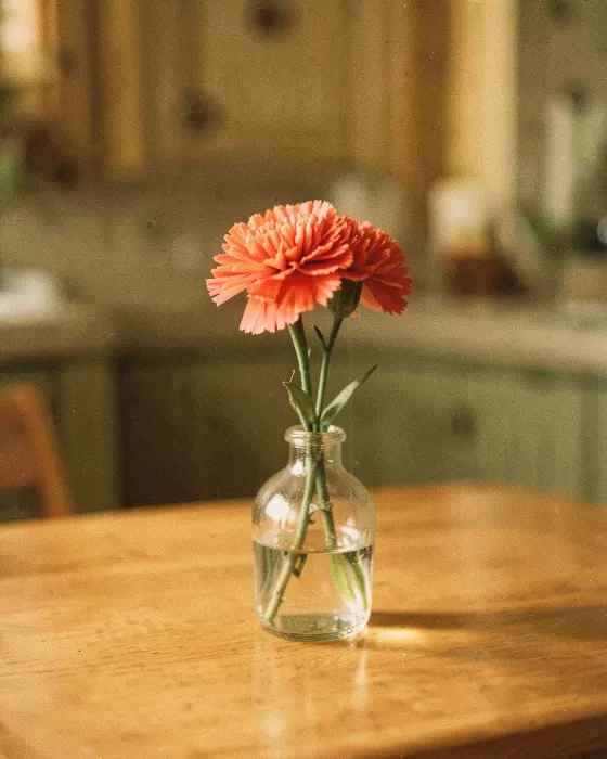 Amber Carnation