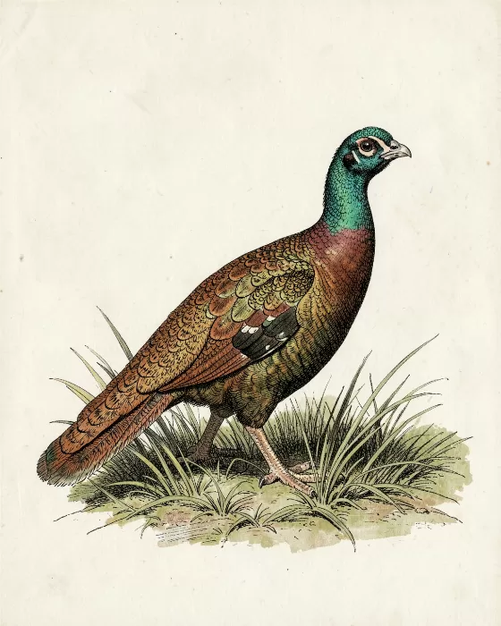 Ringneck Study