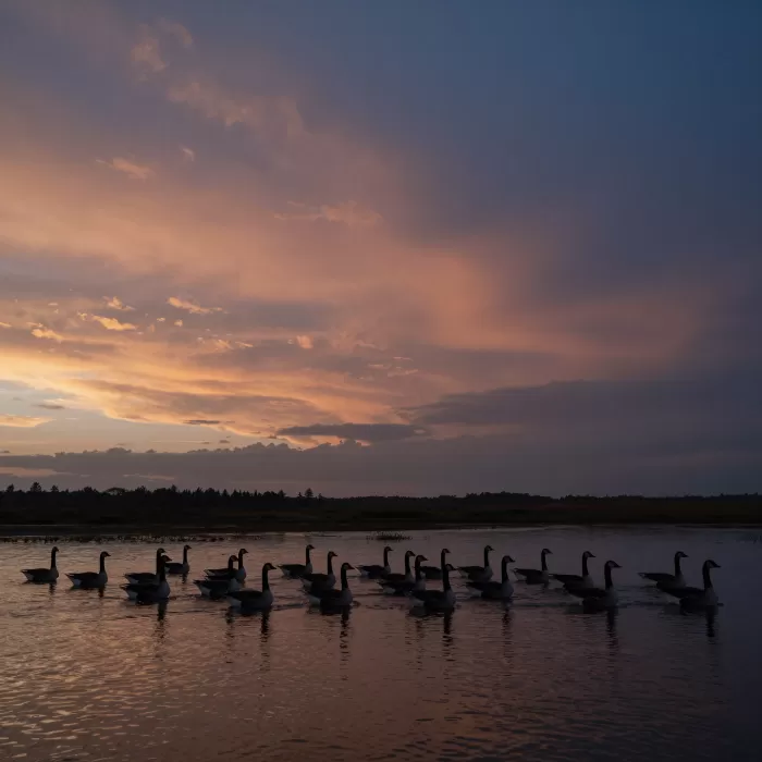 Wetland Flight