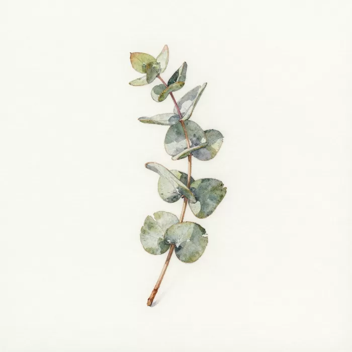 Silver Eucalyptus