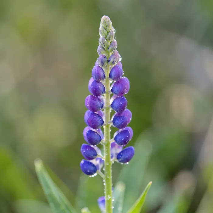 Lupine Dew