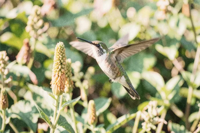 Garden Hover