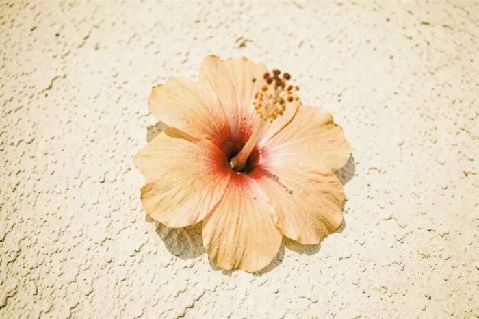 Sunlit Hibiscus