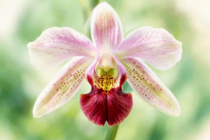Speckled Throat