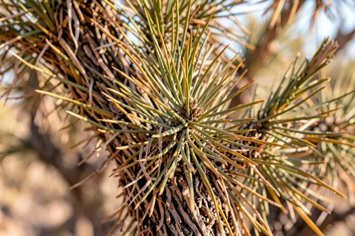 Desert Bark