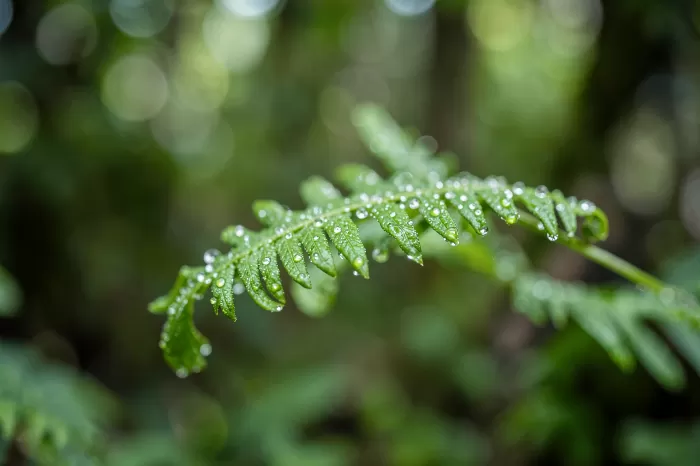 Dew Coils
