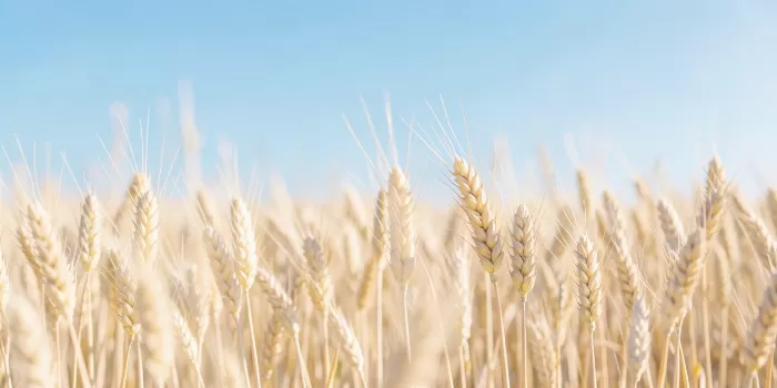 Wheatfield Morning