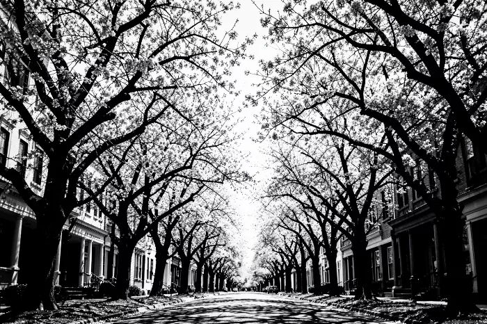 Shadowed Avenue