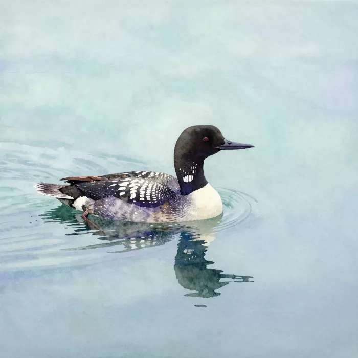 Quiet Loon