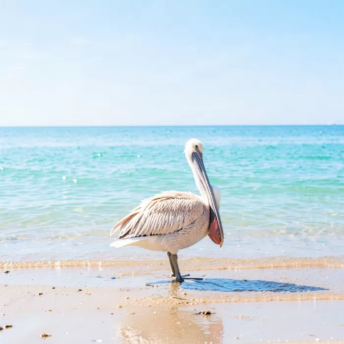 Pelican Shore