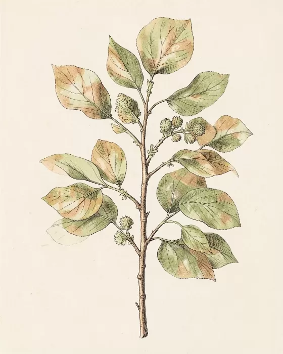 Aspen Twig
