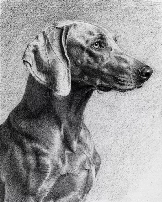 Weimaraner Silhouette