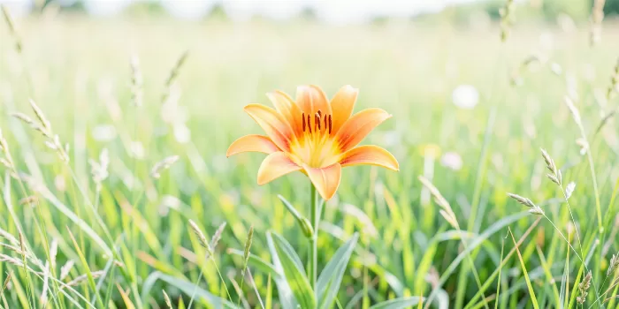 Prairie Glow II